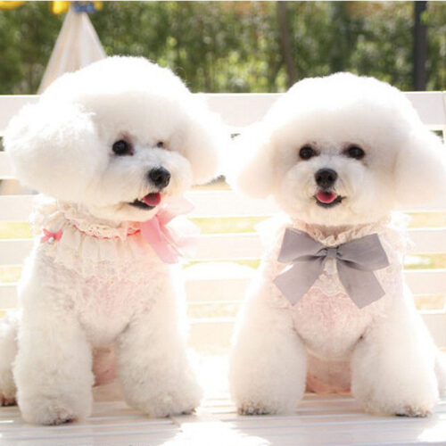 Pop & Puppy Flora Lace Cape