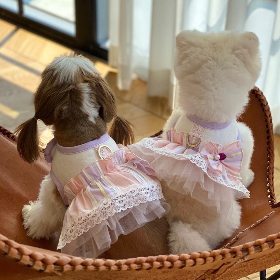 Weekend Harness