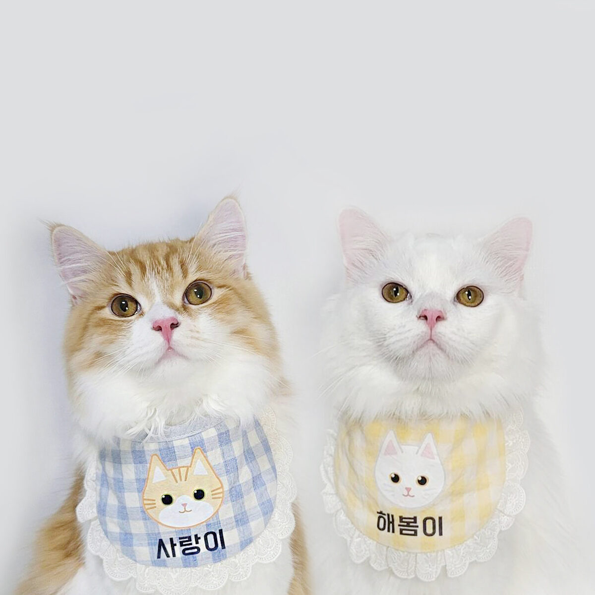 Cotton Candy 個人化圍巾 (Cat)