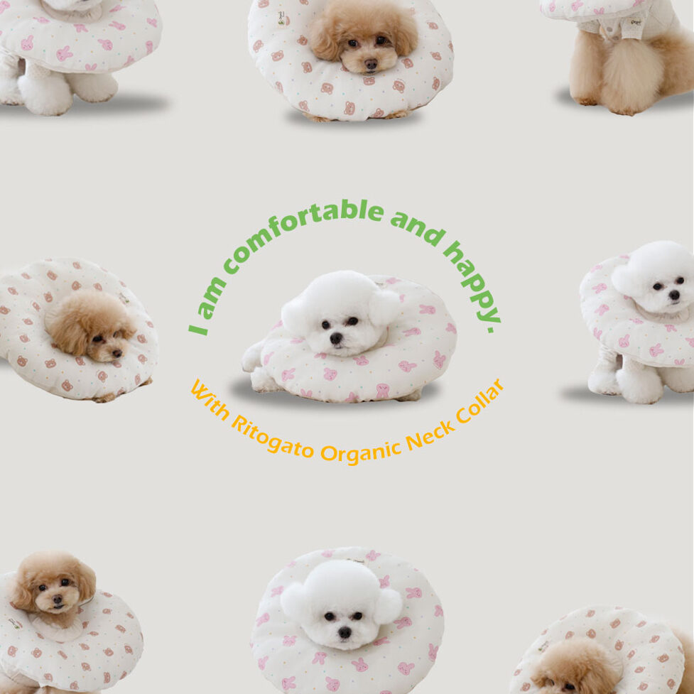 Organic Cushion Neck Collar (Removable Cover)